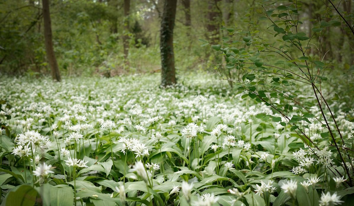 A Beginner's Guide to Identifying Wild Garlic Safely