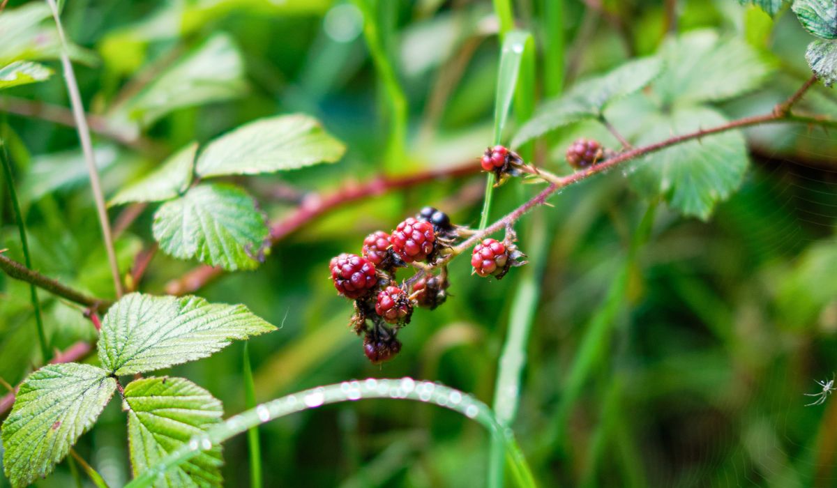 Foraging Wild Sorrel for Salads and Sauces