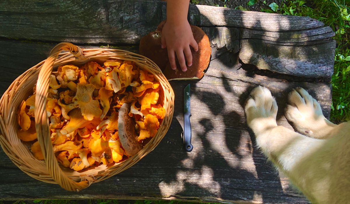 Hazelnut Foraging: Finding Ripe Nuts Before Squirrels