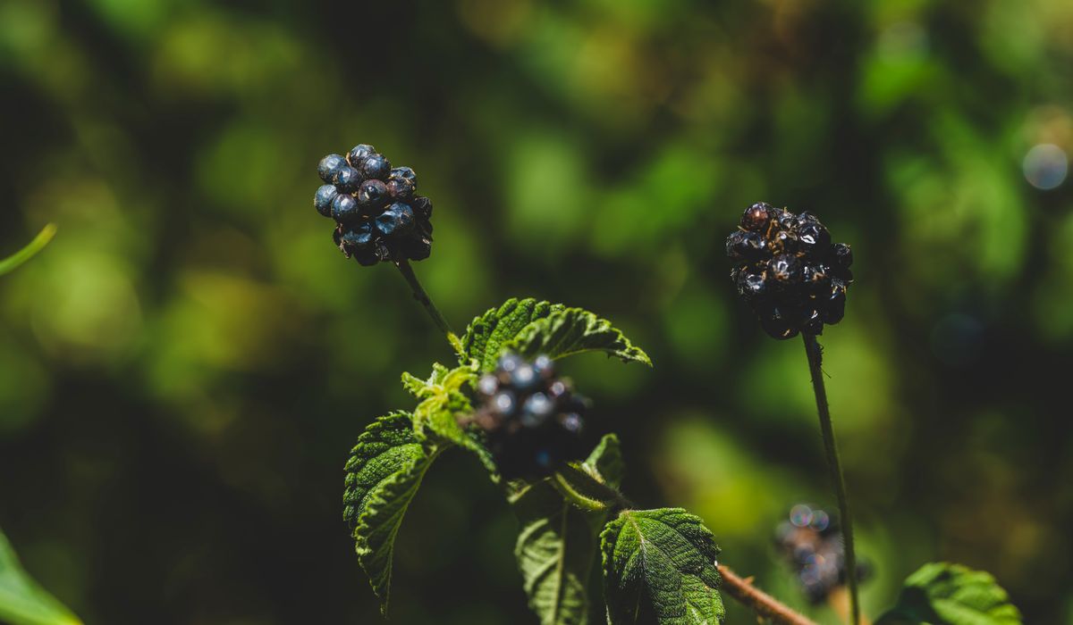 How to Harvest Hawthorn Berries for Winter Syrups