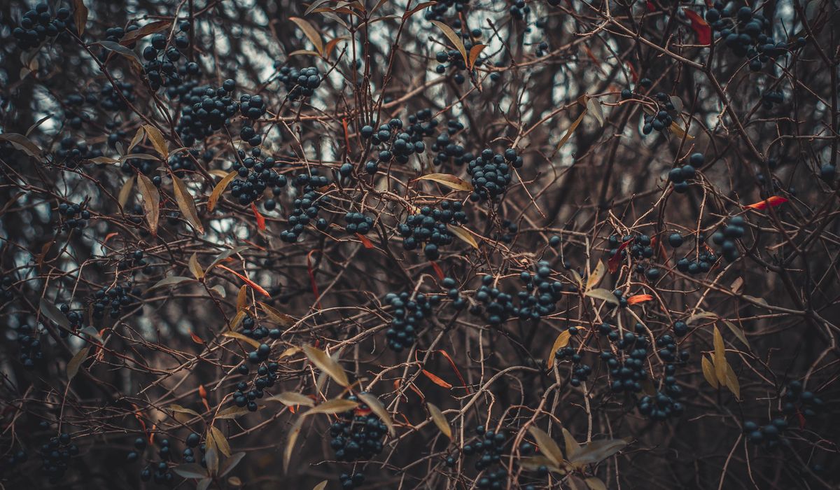 Identifying Sloes for Homemade Sloe Gin