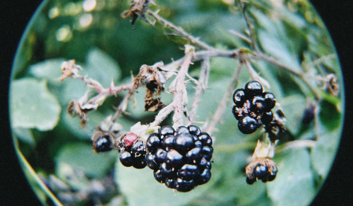 Rosehip Syrup: Preserving Autumn's Vitamin-Rich Harvest