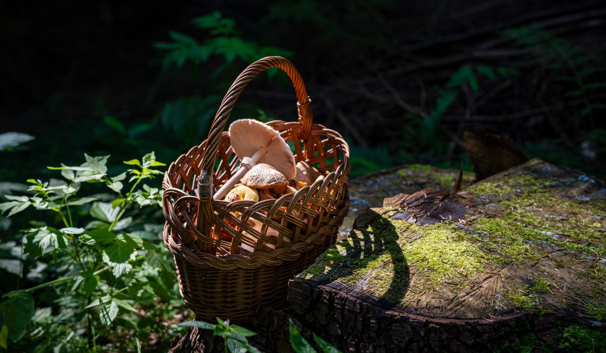 Sweet Chestnuts: Foraging and Roasting at Home